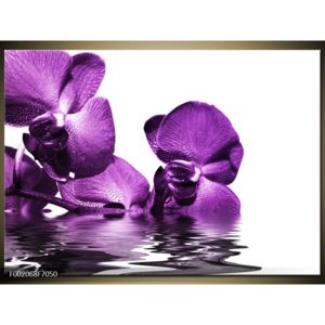 Obraz krásných fialových květin (F002068F7050)