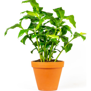Gardners.cz Elettaria cardamomum, průměr 12 cm Kardamon, Amon skořicový