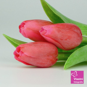Francouzský umělý tulipán č. 21- sytě červený