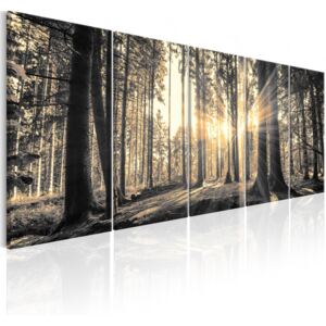 Obraz lesní záře sépie + háčky a hřebíčky ZDARMA Velikost (šířka x výška): 150x60 cm