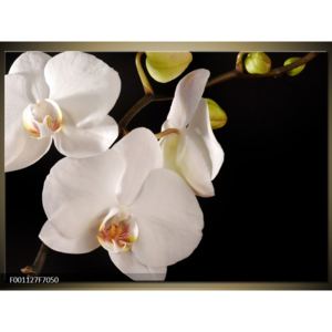 Obraz bílé orchideje (F001127F7050)