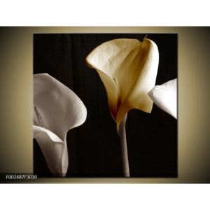 Obraz květů - žlutá bílá (F002487F3030)