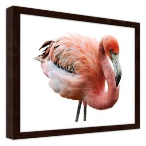 CARO Obraz v rámu - Pink Flamingo 40x30 cm Hnědá