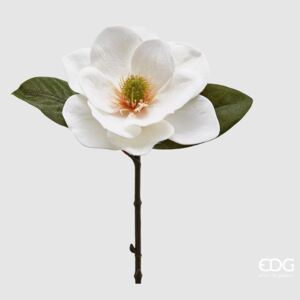 Magnolie bílá, 30 cm