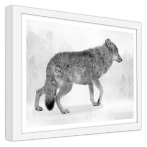 CARO Obraz v rámu - Gray Wolf 2 40x30 cm Bílá