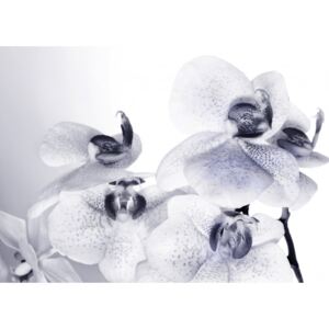 Fototapeta AG Bílá Orchidej FTNS-2464 | 360x270 cm