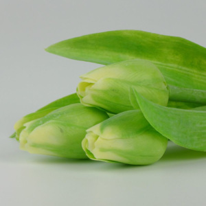 Francouzský umělý tulipán č. 11 – zelený, 40 cm
