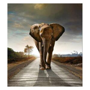 Vliesové fototapety na zeď Kráčející slon | MS-3-0225 | 225x250 cm