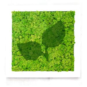 Obraz 34x34 cm Rostlina, barva rámu: přírodní