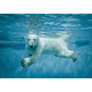Postershop Fototapeta vliesová: Lední medvěd (1) - 104x152,5 cm
