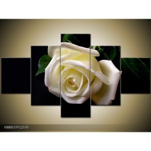 Obraz bílé růže (F000537F12570)