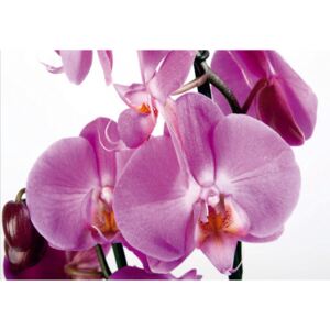 Fototapeta AG Orchidej FTNS-2459 | 360x270 cm