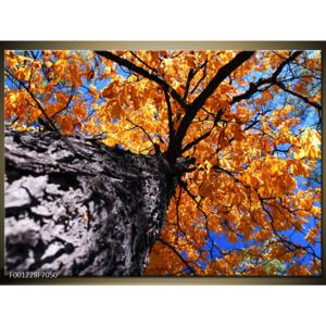 Krásný obraz podzimního stromu (70x50 cm)