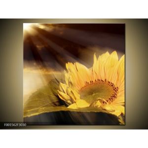Obraz paprsků a slunečnice (30x30 cm)
