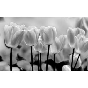 Postershop Fototapeta vliesová: Bílé a Černé Tulipány - 254x368 cm