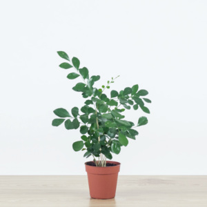 Murraya paniculata - 35cm | ø12cm