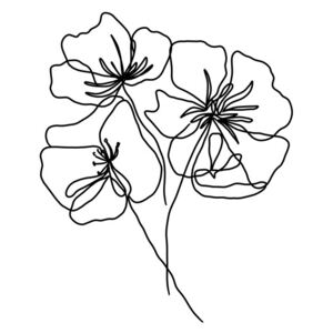 Ilustrace Black poppy, Veronika Boulová
