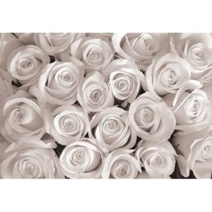 Postershop Fototapeta: Bílá růže - 184x254 cm