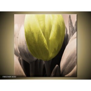 Obraz tří tulipánů - žlutá bílá (F002540F3030)
