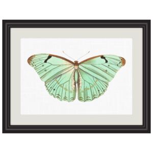 Obrázek Argentinský motýl Velikost A4 (210 x 297 mm): A4