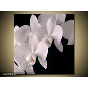 Obraz bílých magnolií (F001513F3030)