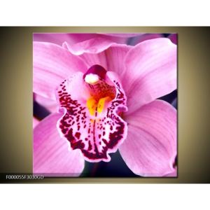 Obraz orchideje (F000055F3030GD)