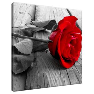 Obraz na plátně Červená růže 30x30cm 1138A_1AI