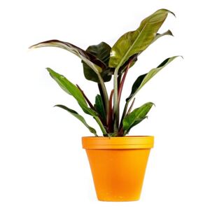 Philodendron imperial red, průměr 14 cm Filodendron