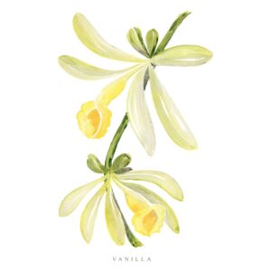 Ilustrace Watercolor vanilla orchid illustration, Blursbyai