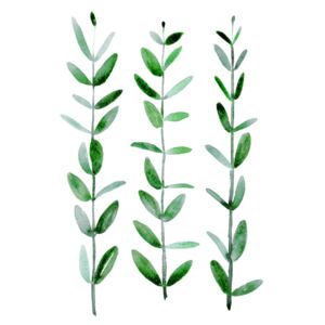 Ilustrace Watercolor eucalyptus parvifolia, Blursbyai