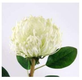 Animadecor Umělá květina - Africká protea bílá