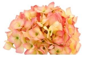Animadecor Umělá květina - Hortenzie růžová / krémová 60cm