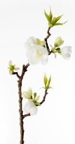 Animadecor Umělá dekorace - Větvička jabloně bílá 40cm