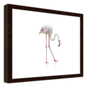 CARO Obraz v rámu - A Lonely Flamingo 40x30 cm Hnědá