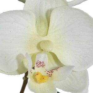 Gasper Orchidej 31,5cm krémová
