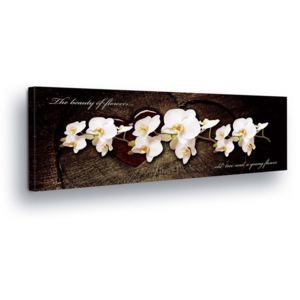 Obraz na plátně - Bílá Květinová Dekorace v Temném Pozadí 45x145 cm