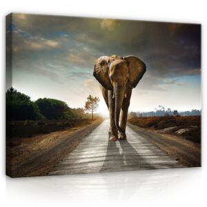 Obraz na plátně: Slon (4) - 75x100 cm