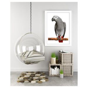 CARO Obraz v rámu - African Gray Parrot 50x70 cm Bílá