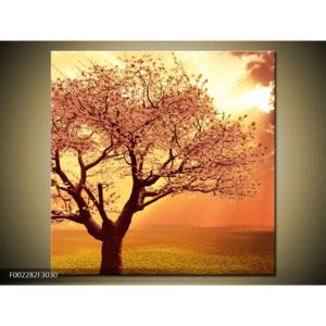 Obraz rozkvetlého stromu (F002282F3030)