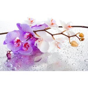 Postershop Fototapeta: fialovo-bílá orchidej - 254x368 cm