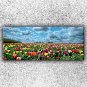 Pole barevných tulipánů 2 (120 x 50 cm) - Jednodílný obraz
