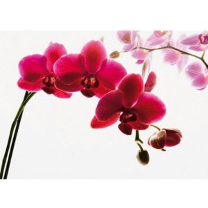 Postershop Fototapeta: Červená orchidej - 232x315 cm