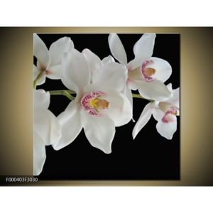 Obraz květů orchidejí (F000403F3030)