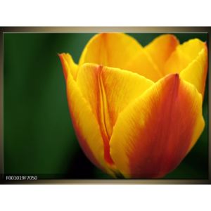 Krásný obraz žlutého tulipánu (F001019F7050)