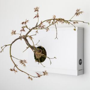 Ortisgreen Obraz z živých rostlin Artkami Sinistra neosázený, bílá
