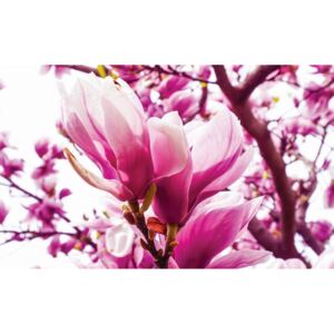 Postershop Fototapeta: Růžová magnolie - 184x254 cm