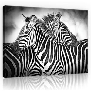 Postershop Obraz na plátně: Zebra (1) - 75x100 cm