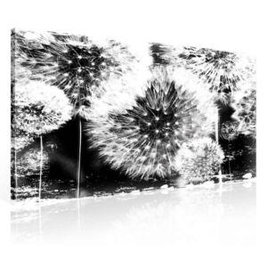 Postershop Obraz na plátně: Pampelišky (černobílé) - 75x100 cm