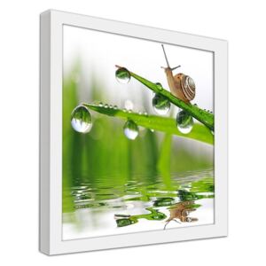 CARO Obraz v rámu - A Snail On Dewy Grass 20x20 cm Bílá