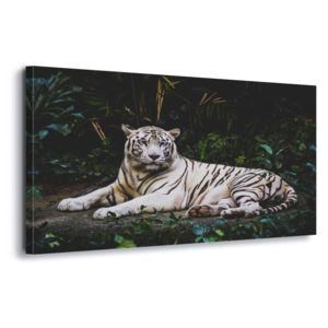 Obraz na plátně - White Tiger 60x40 cm